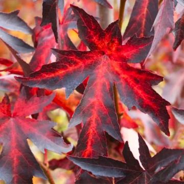 Liquidambar styraciflua Worplesdon - Sweet Gum Tree