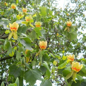 Liriodendron tulipifera - Tulip Tree - circa 160-180cms