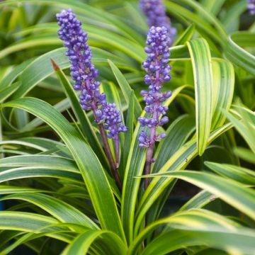 Liriope muscari variegata - Variegated Lily Turf