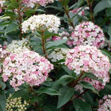 Viburnum tinus Lisa Rose