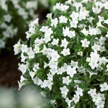 Lithodora diffusa Alba