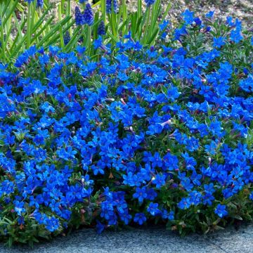 Lithodora diffusa Grace Ward - Heavenly Blue