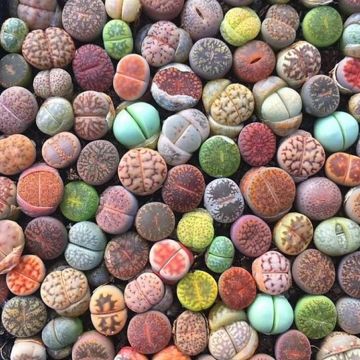 Genuine Living Stones - Lithops Pleiospilos nelli - Intriguing Succulent Plant