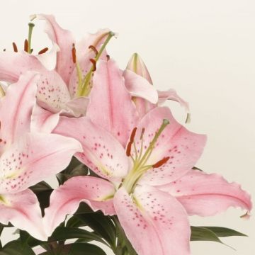 Lilium Little Ireland - Pack of THREE Lily Bulbs