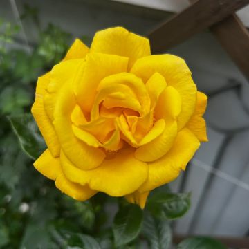 Rose 'Little Miss Sunshine' - Patio Rose
