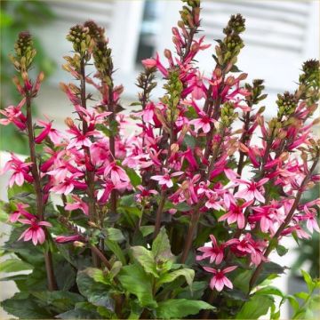 Lobelia speciosa Fan Salmon - Pack of THREE Plants