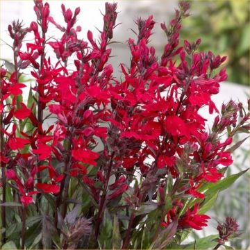 Lobelia speciosa Starship SCARLET - Red Perennial Lobelia Plant