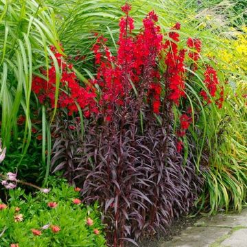 Lobelia cardinalis ''Queen Victoria''