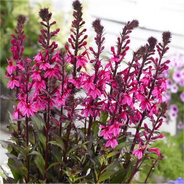 Lobelia speciosa Starship Rose Princess