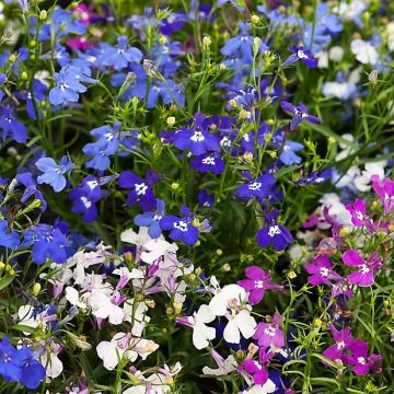 Lobelia Magic Fountain Mix - Pack of 40 Plants