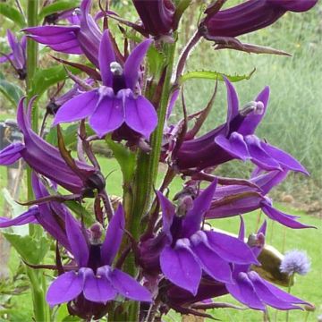 Lobelia x gerardii 'Vedrariensis'