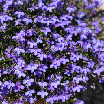 Lobelia Electric Blue