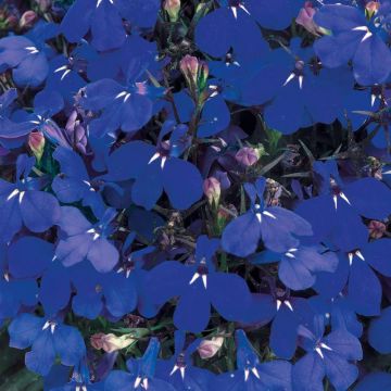Lobelia pendula Regatta Marine Blue