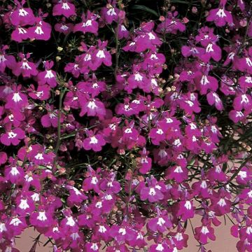 Lobelia pendula Regatta Rose