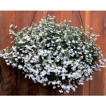 Lobelia pendula Regatta White