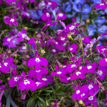 Lobelia Trailing Fountain Rose