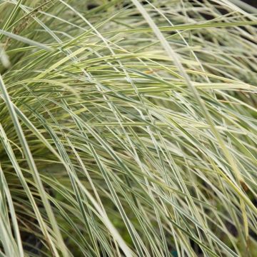 Lomandra White Sands