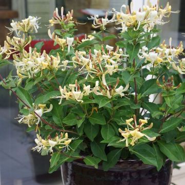 Lonicera Blond & Beyond - Honey Baby