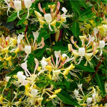 Imperial Honeysuckle - Lonicera periclymenum Caprilia Cream