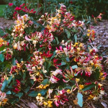 Lonicera periclymenum 'Chic et Choc'