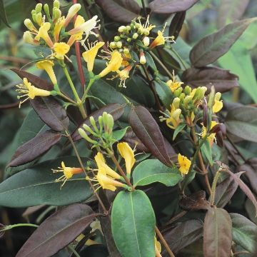 Honeysuckle - Large 6-7ft Specimen Plant - Lonicera henryi 'Copper Beauty' - Evergreen Honeysuckle