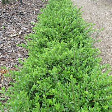SPECIAL DEAL - Lonicera Maigrun - Maygreen - Perfect Evergreen ground-cover or hedging