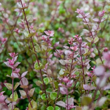 Lonicera Red Tips