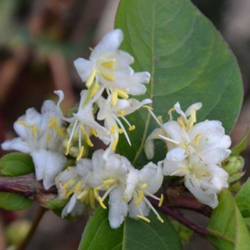 Lonicera purpusii Winter Beauty - Large