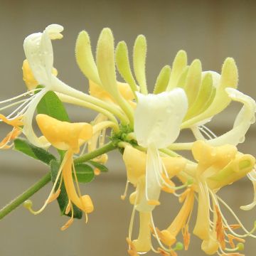 Lonicera japonica Sweet Sue - Honey Suckle