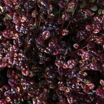 Lophomyrtus x ralphii purpurea 'Black Pearl' - New Zealand Myrtle