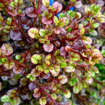 Lophomyrtus x ralphii 'Kathryn' - New Zealand Myrtle