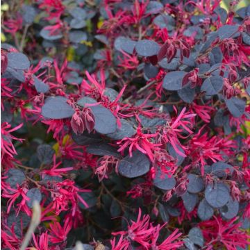 Loropetalum Black Pearl - Chinese Witch Hazel