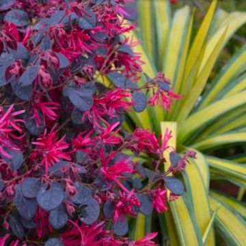 Loropetalum Black Pearl - LARGE Specimen