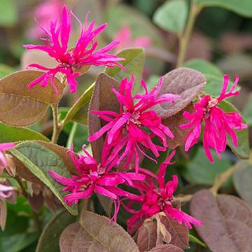 Loropetalum chinensis Daybreaks Flame - Chinese Witch Hazel - Fringe Bush