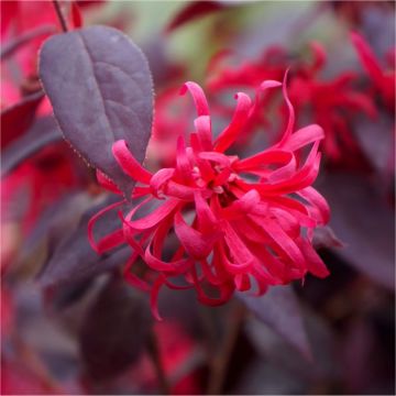 Loropetalum chinensis Ever Red (Chang Nian Hong) - Chinese Witch Hazel