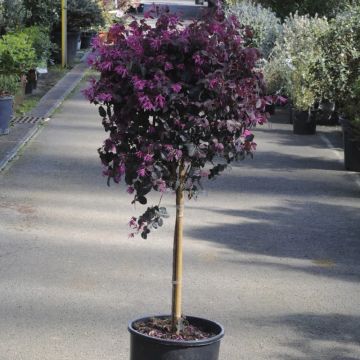 Loropetalum chinensis Black Pearl - Standard Chinese Witch Hazel Tree