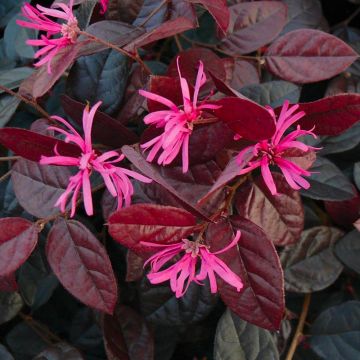 Loropetalum chinensis Fire Dance - Chinese Witch Hazel