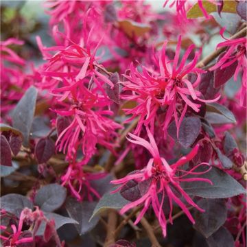 Loropetalum chinensis Plum Gorgeous - Dark Leaf Chinese Witch Hazel Plants