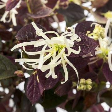 Loropetalum chinensis 'Ruby Snow' - Chinese Witch Hazel