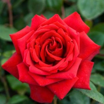 Rose Loving Memory - Hybrid Tea Rose