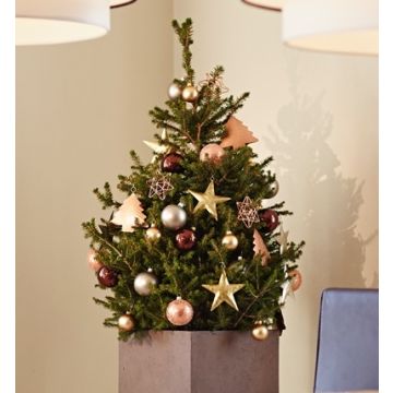 Fresh 'Little Santa' Christmas Tree - 100cm Potted Spruce +