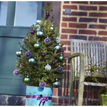 Fresh 'Little Santa' Christmas Tree - 130-150cm Potted Wills Dwarf Spruce