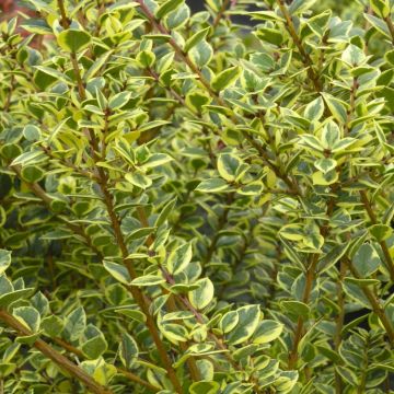 WINTER SALE - Luma apiculata (Myrtus) Glanleam Gold - Variegated Myrtle