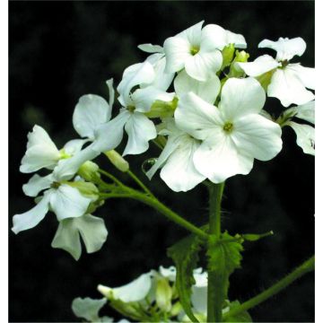 Lunaria annua (biennis) - Alba