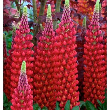 Lupinus West Country Lupins Beefeater