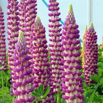 Lupinus West Country Lupins Bishops Tipple