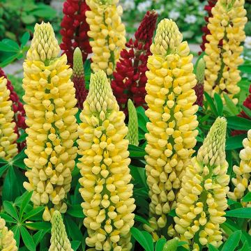 Lupin Chandelier