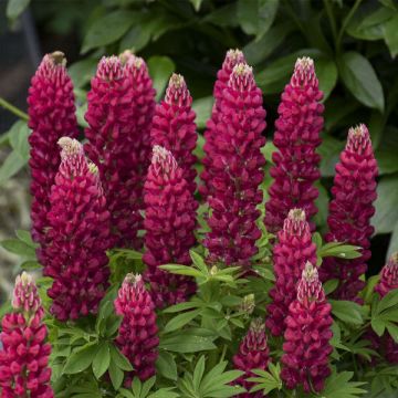 Lupinus Gallery Red