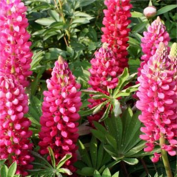 Lupinus Gallery Rose - Pink Lupin