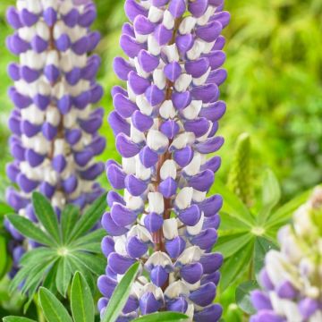 Lupinus West Country Lupins King Canute